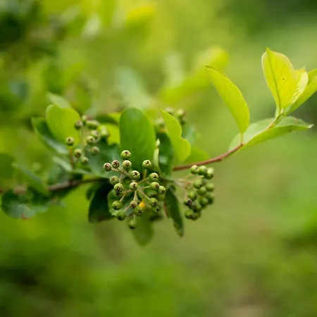 House Aronija Vakantiehuis *