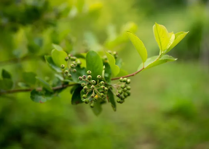 House Aronija 別荘 *